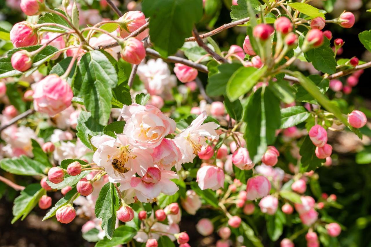 Apple Blossom Cottages Stanthorpe Exterior foto
